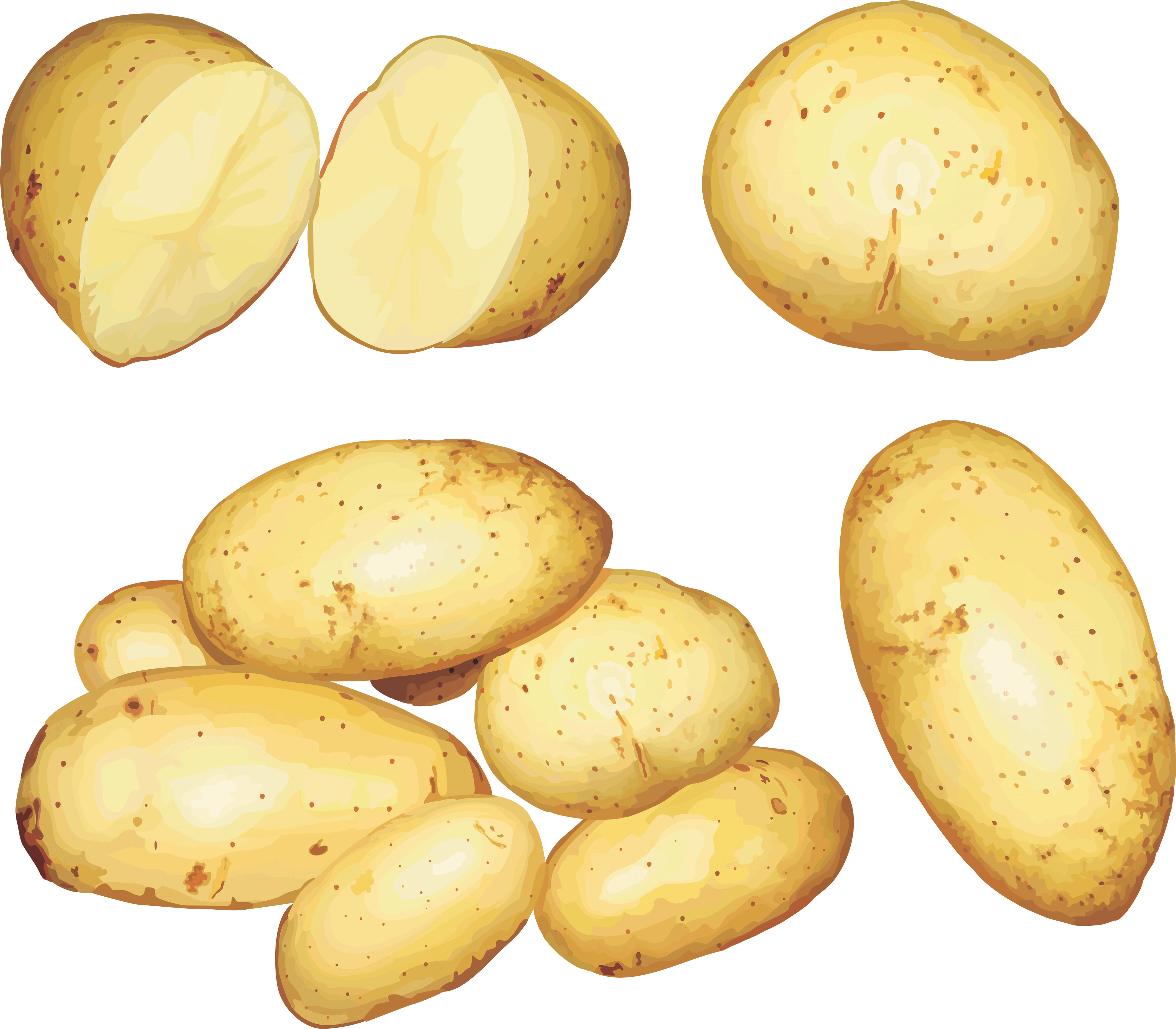 Potato Png Images PNG Image