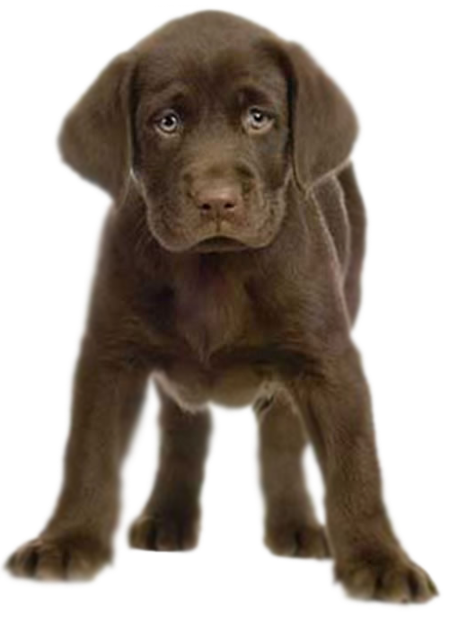 Puppy Transparent PNG Image