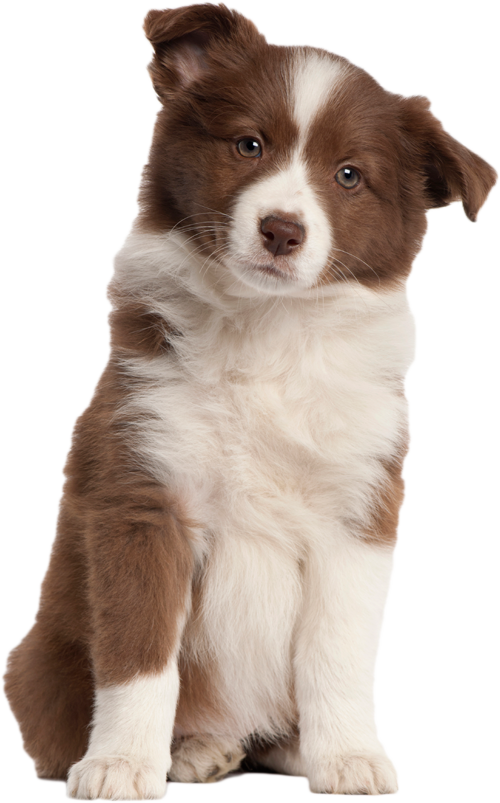 Puppy Transparent Image PNG Image