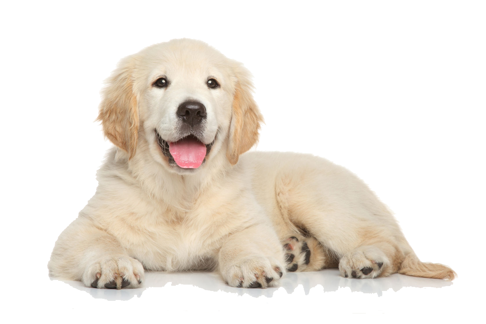 Golden Retriever Puppy File PNG Image