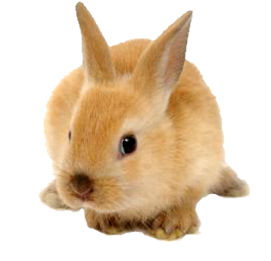 Rabbit Png Image PNG Image