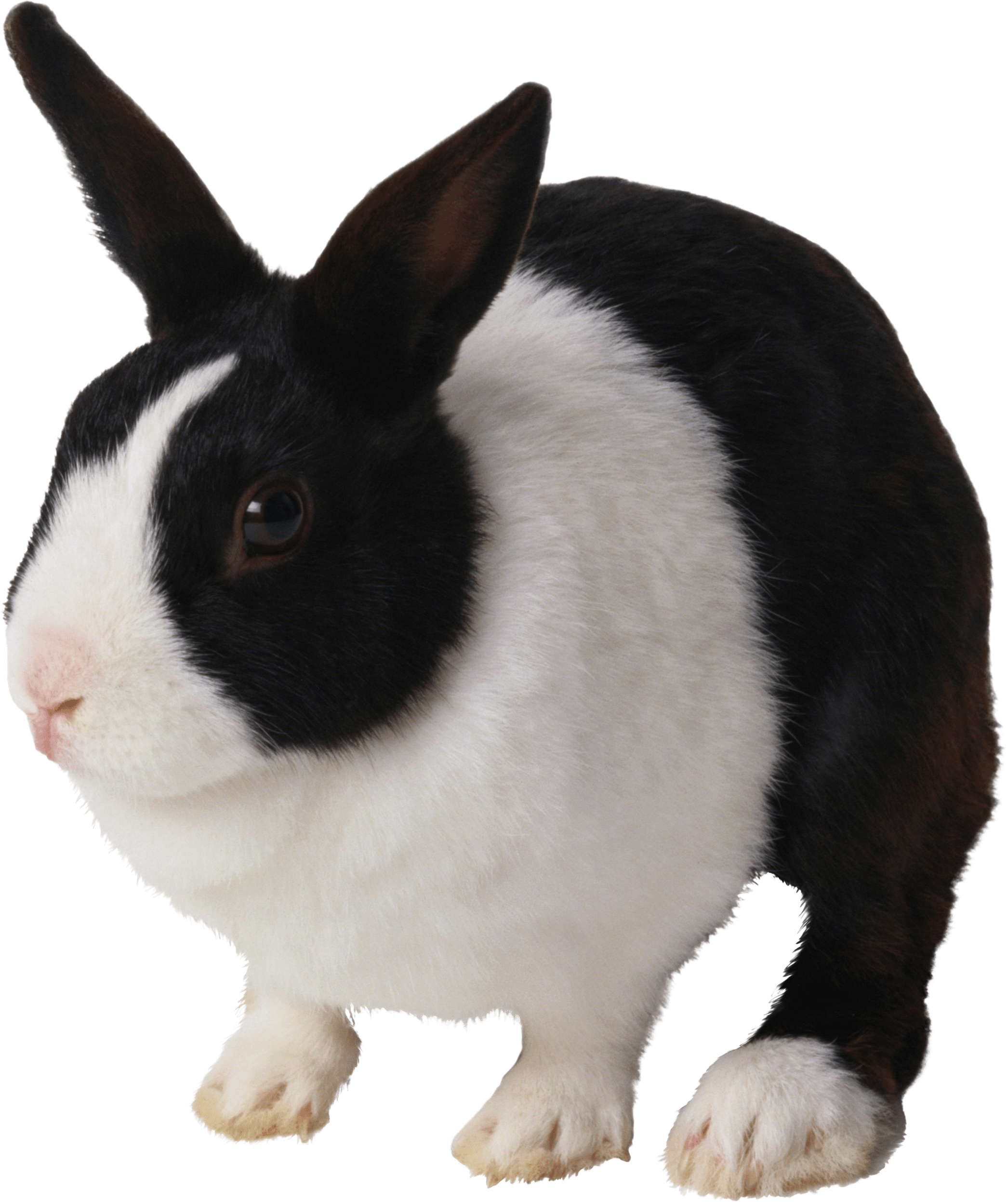 Rabbit Png Image PNG Image