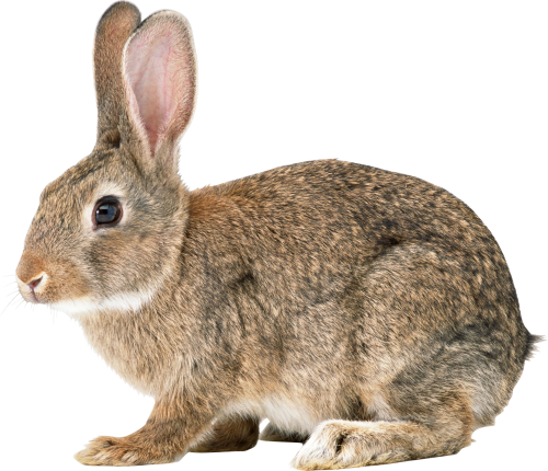 Rabbit Png File PNG Image