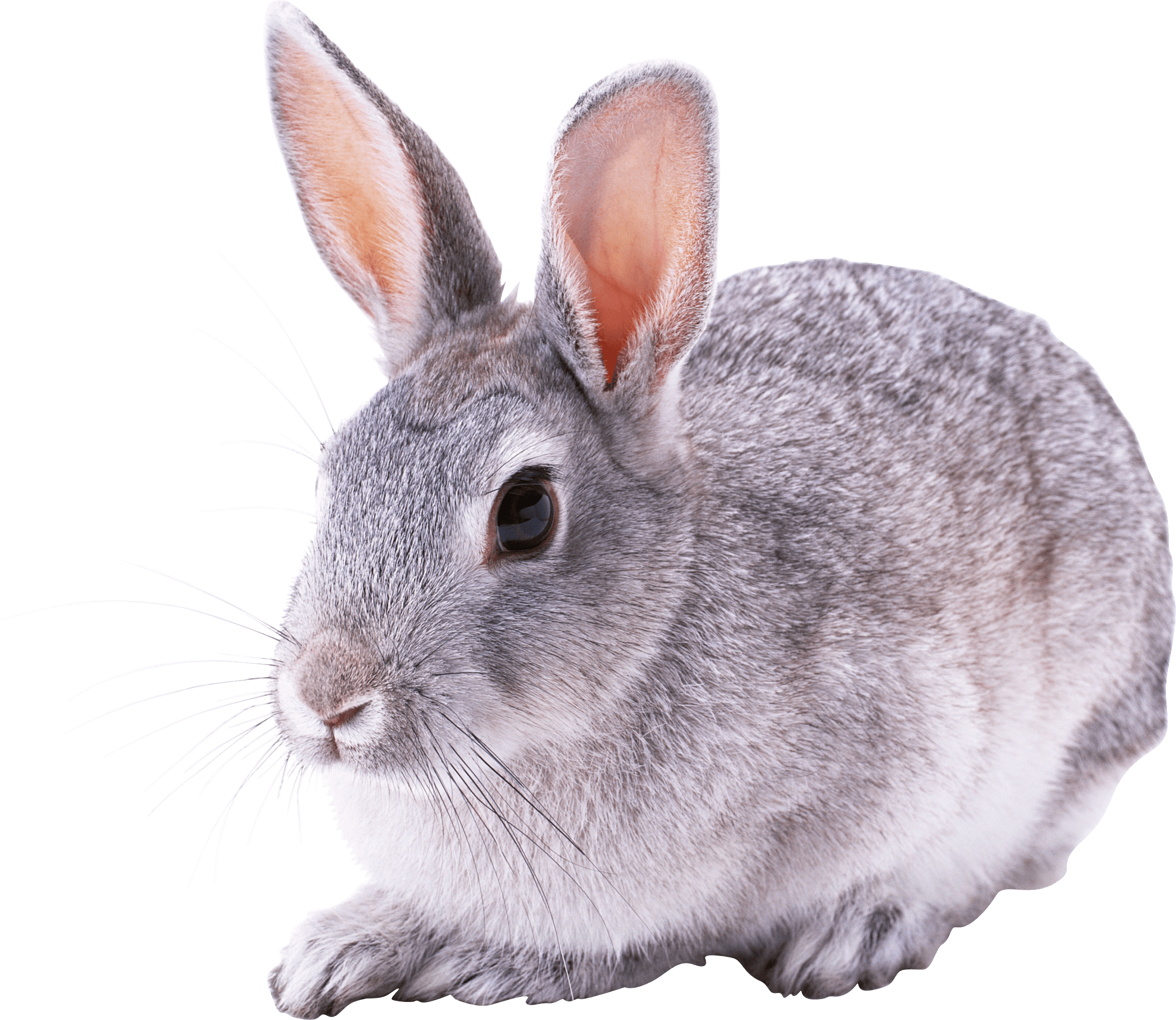 Rabbit Png Image PNG Image