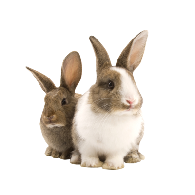 Transparent Pet Bunny Rabbit PNG Image