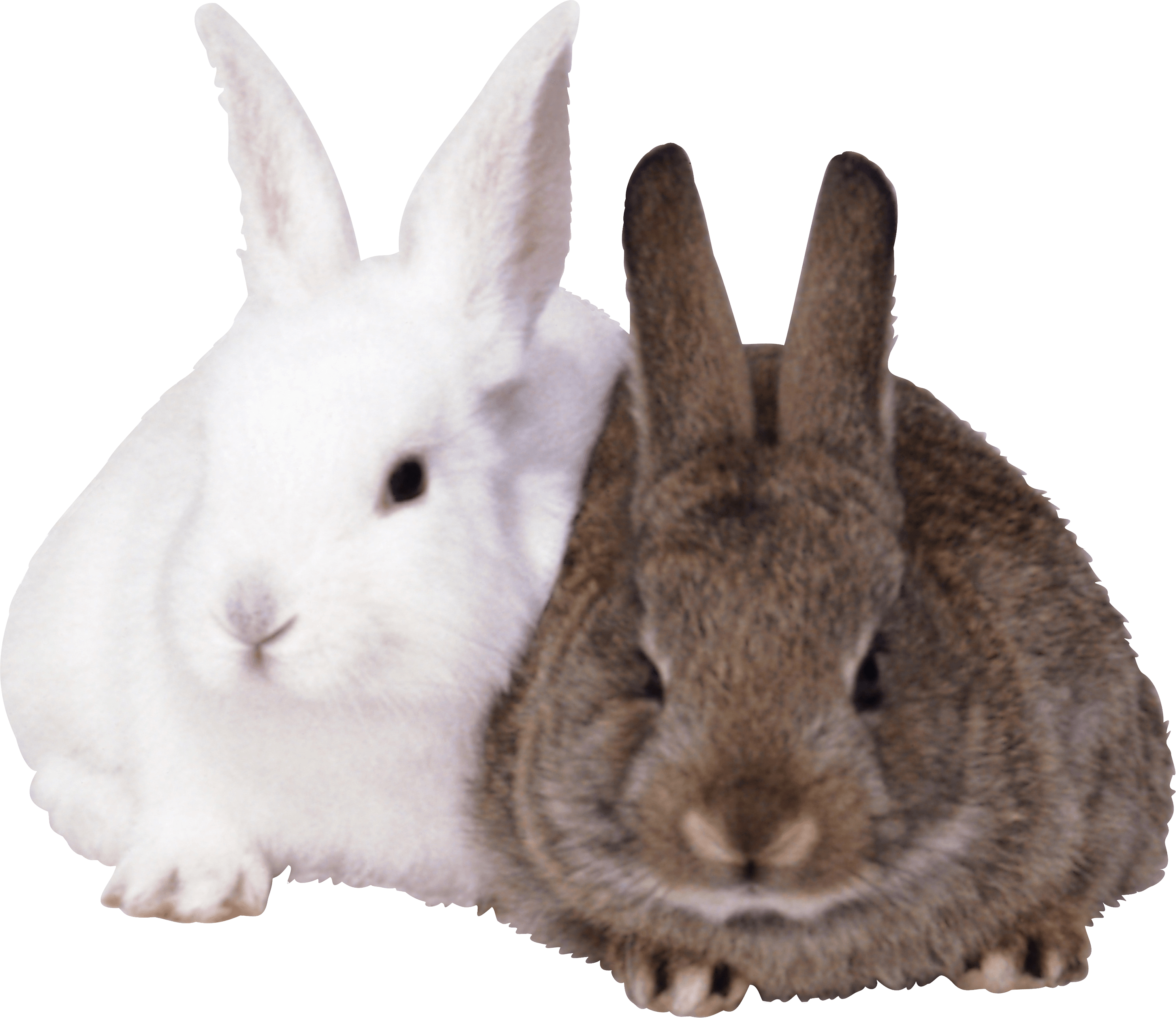 Rabbits Png Image PNG Image