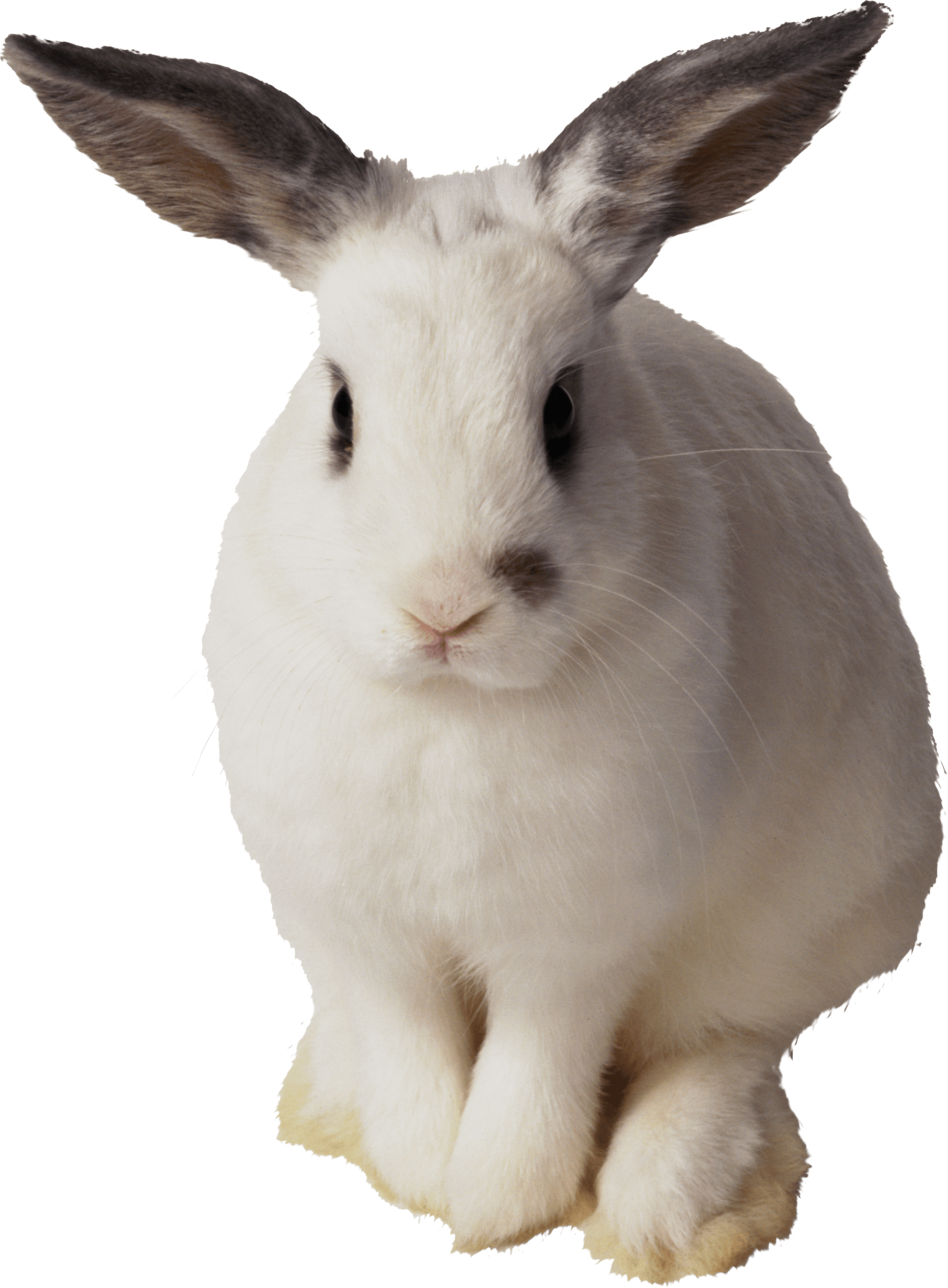 White Rabbit Png Image PNG Image