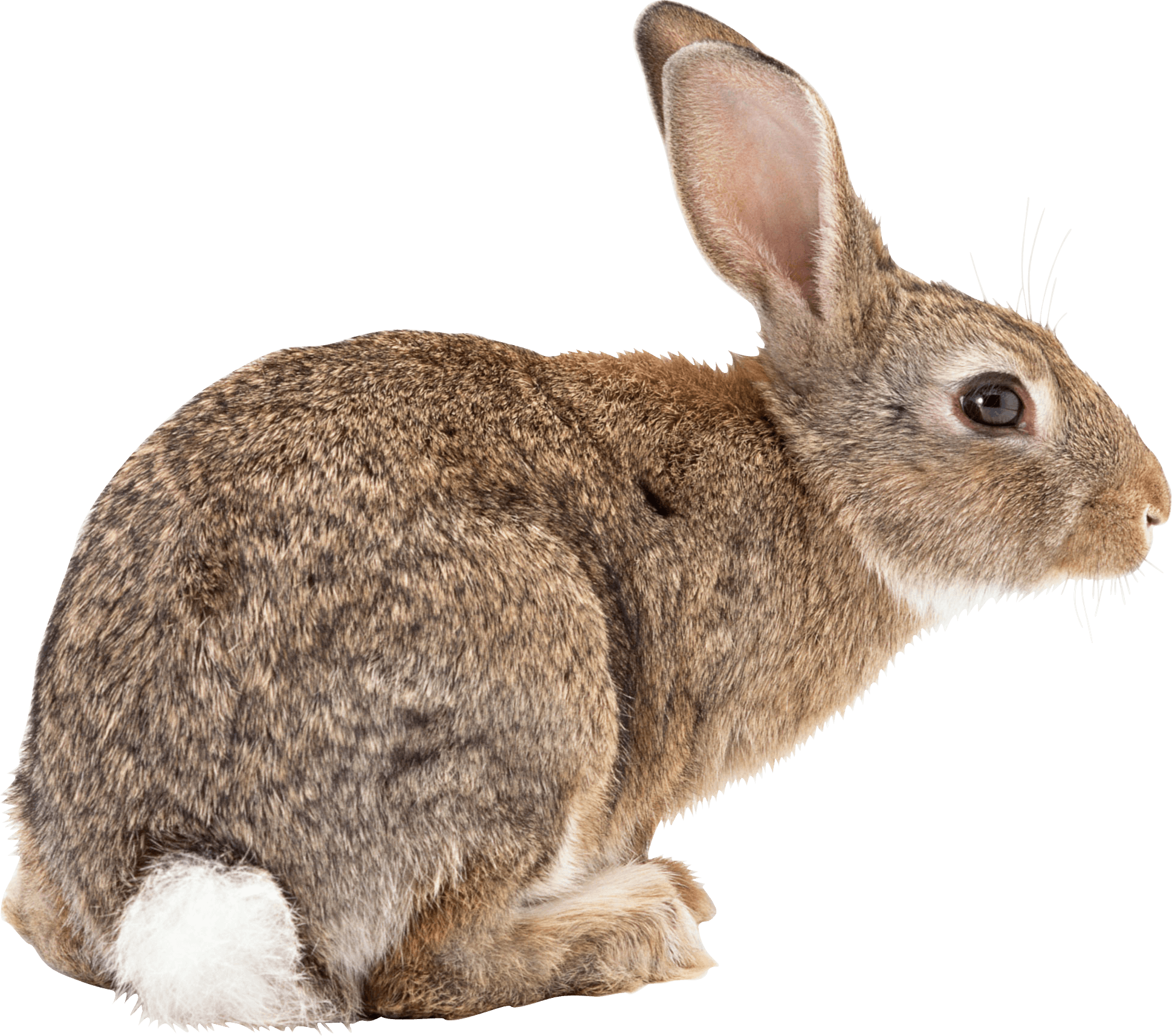 Rabbit Png Image PNG Image