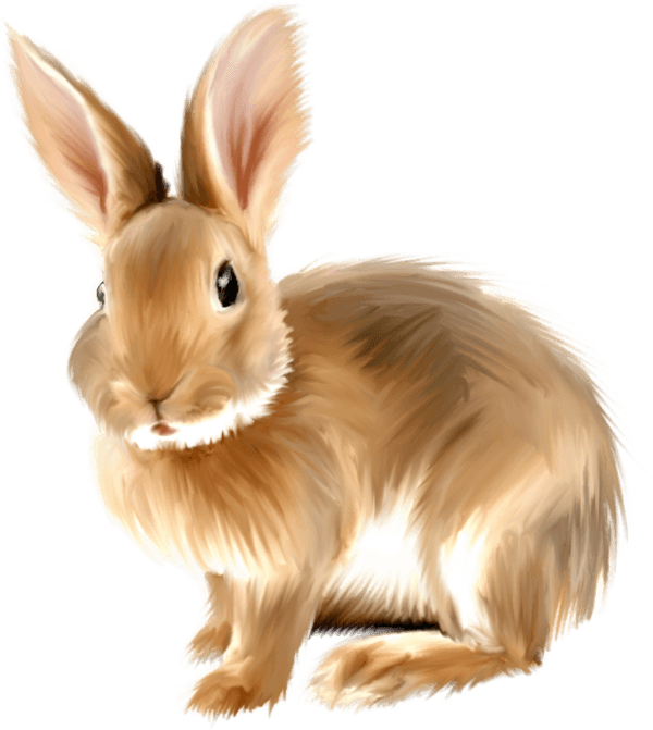 Rabbit Png Image PNG Image