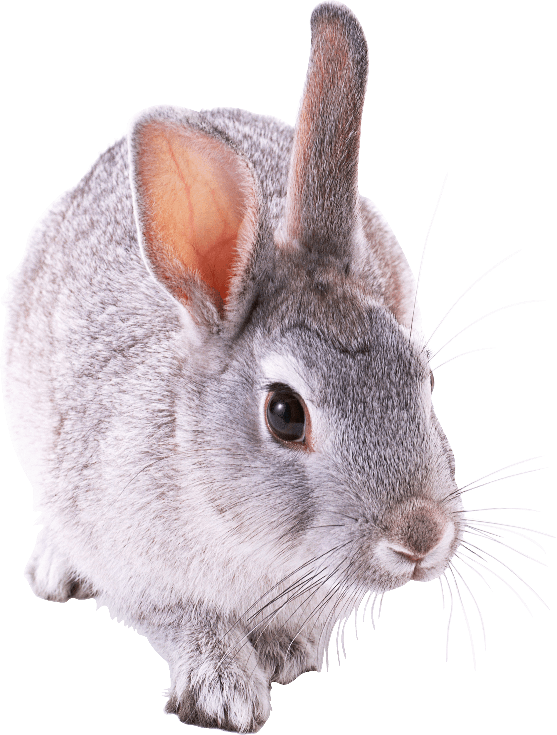 Rabbit Png Image PNG Image