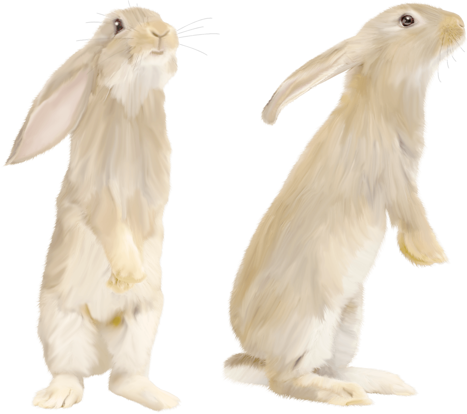 White Rabbit Png Image PNG Image