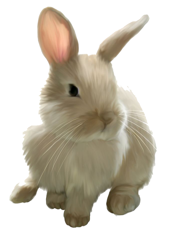 Easter Rabbit Image PNG Image