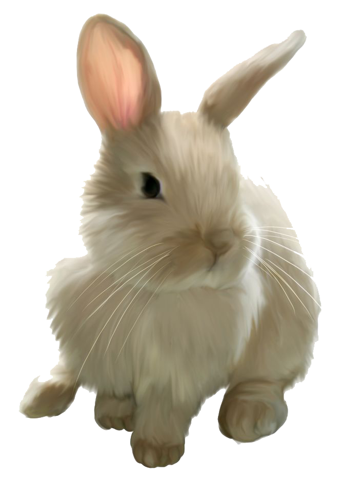 Bunny png