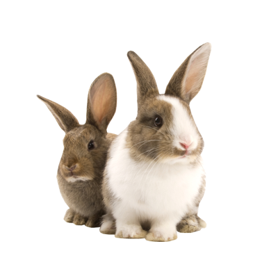 Rabbit Free Download Png PNG Image