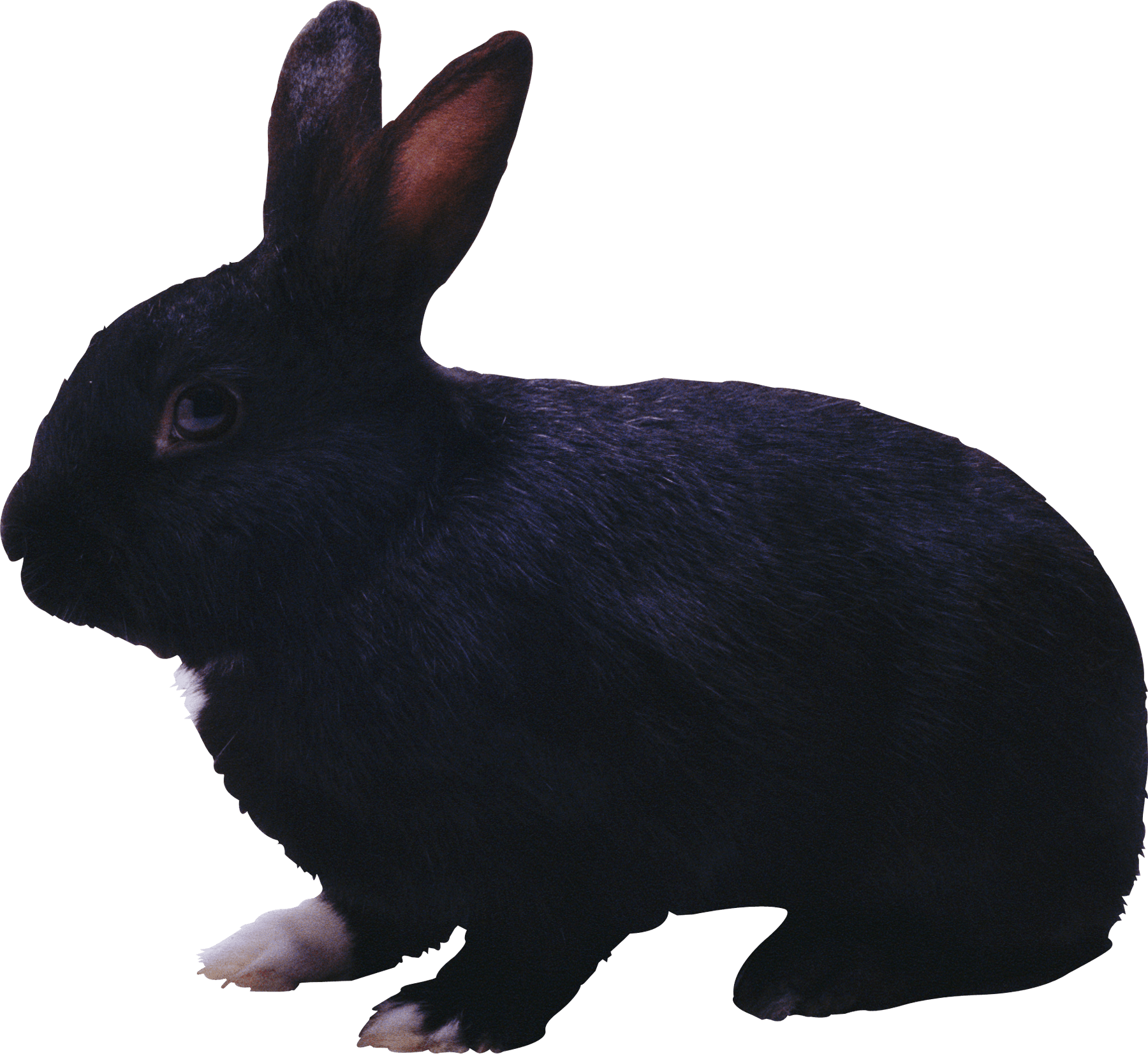 Black Rabbit Png Image PNG Image