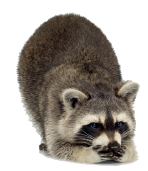 Raccoon Free Download Png PNG Image