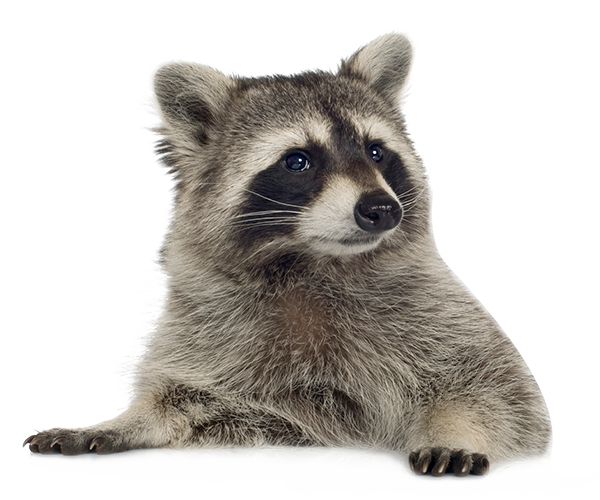 Raccoon Png Picture PNG Image
