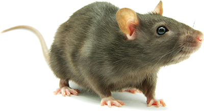 Rat Hd PNG Image