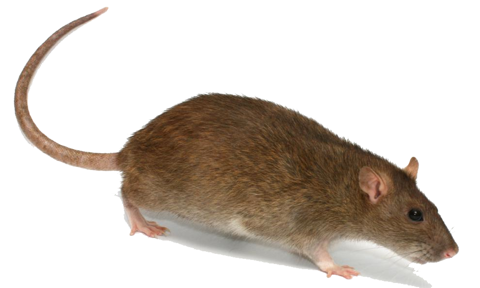 Rat Transparent Image PNG Image