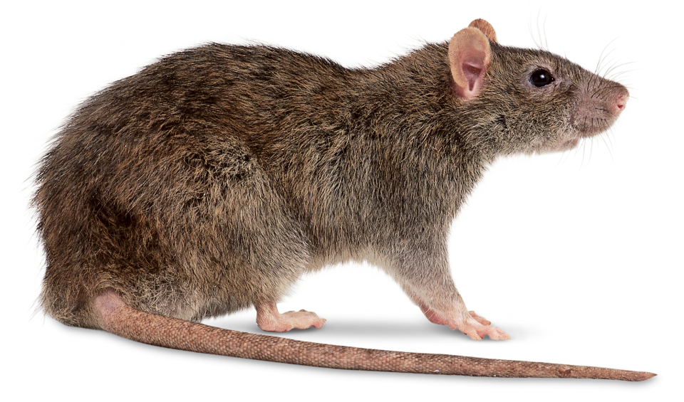 Rat File PNG Image