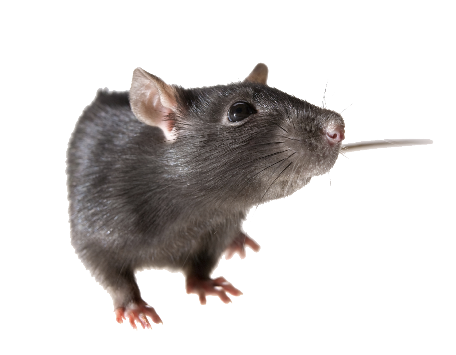 Rat PNG Image