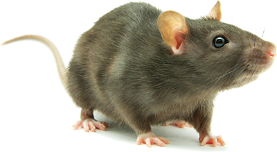 Rat Free Png Image PNG Image