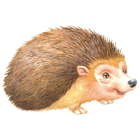 Porcupine Rodent European Domesticated Hedgehog Free Download PNG HD