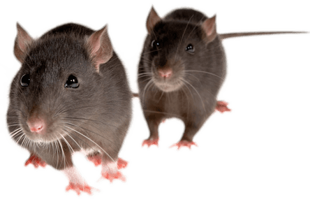 Mice Png Image PNG Image