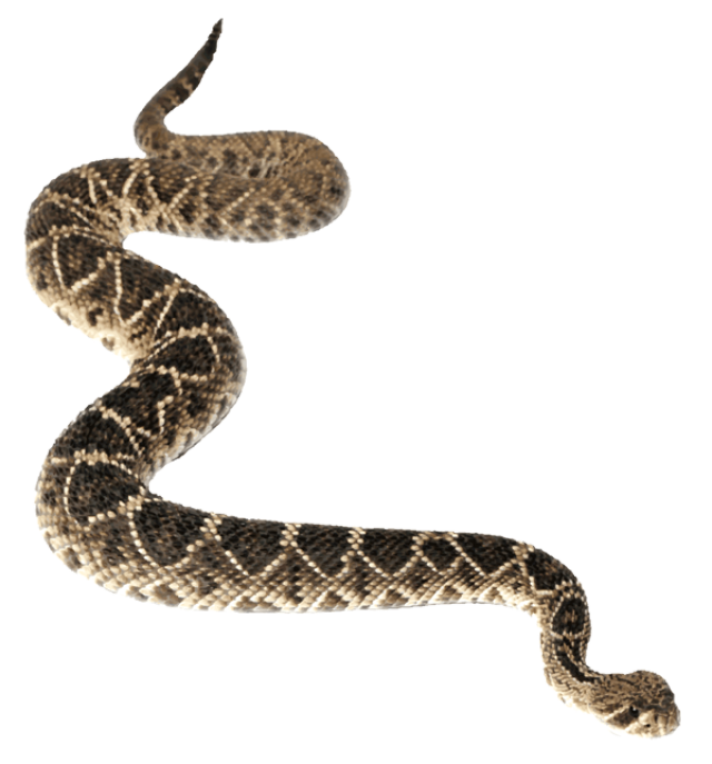 Rattlesnake Picture PNG Image