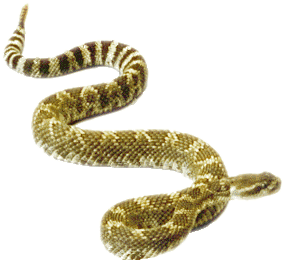 Rattlesnake Transparent PNG Image