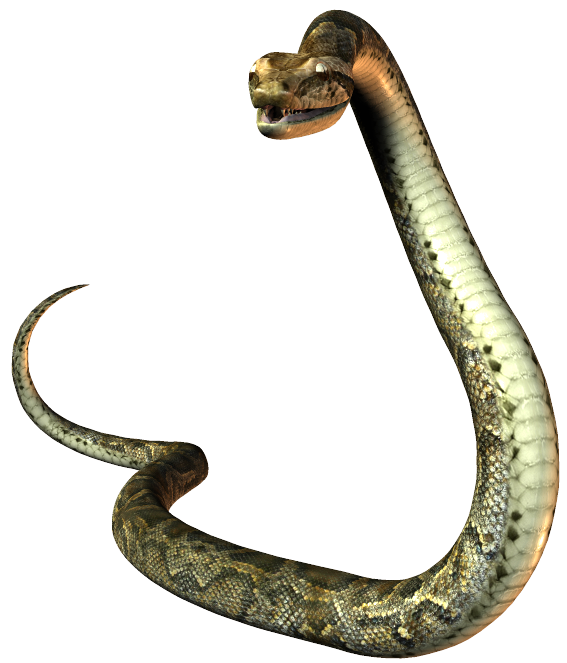 Elapidae Reptile United States Snake Mustela PNG Image