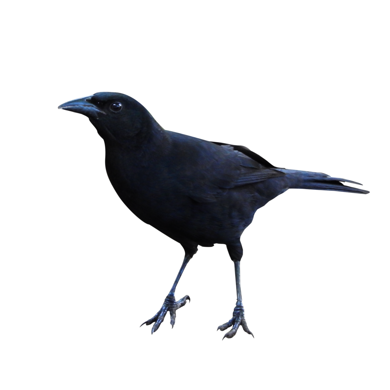 Raven Png Clipart PNG Image