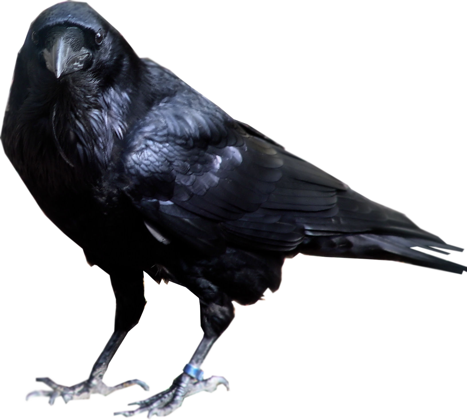 Bird Raven HQ Image Free PNG Image