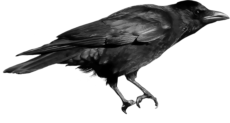 Bird Raven PNG Free Photo PNG Image