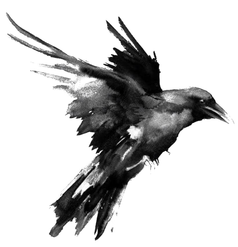 Bird Raven Download HQ PNG Image