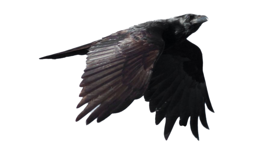 Raven Free Photo PNG Image