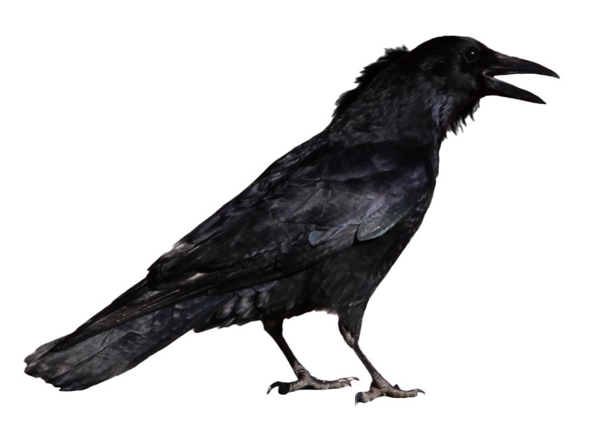 Raven PNG File HD PNG Image