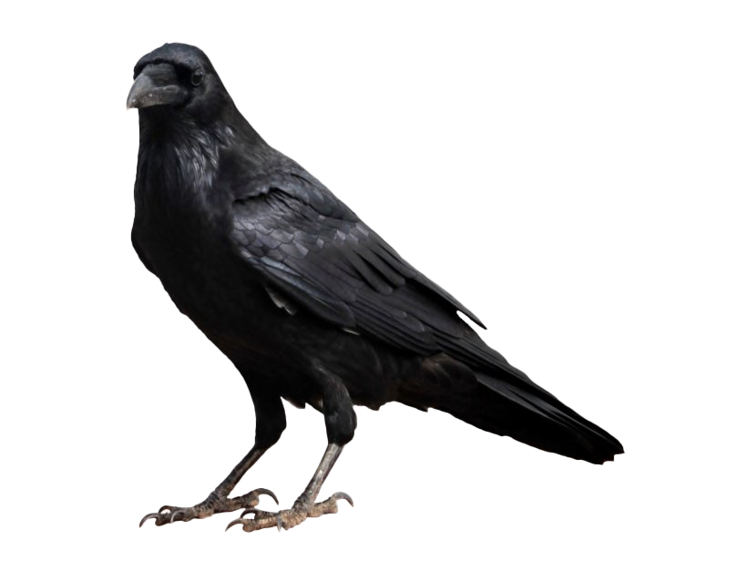 Raven Free HQ Image PNG Image