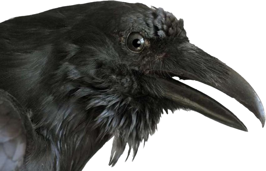 Images Raven PNG Image High Quality PNG Image