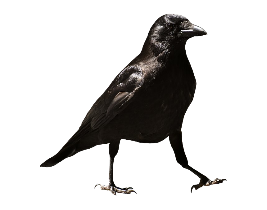 Raven HQ Image Free PNG Image
