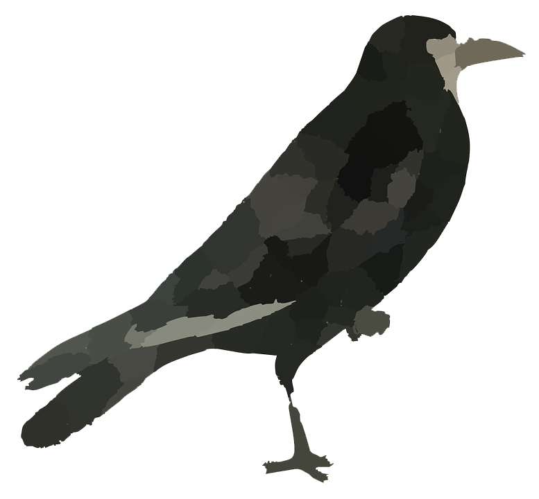Raven Bird Hd PNG Image