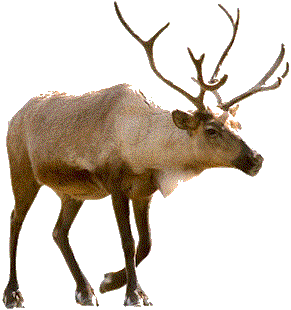Reindeer Png Picture PNG Image