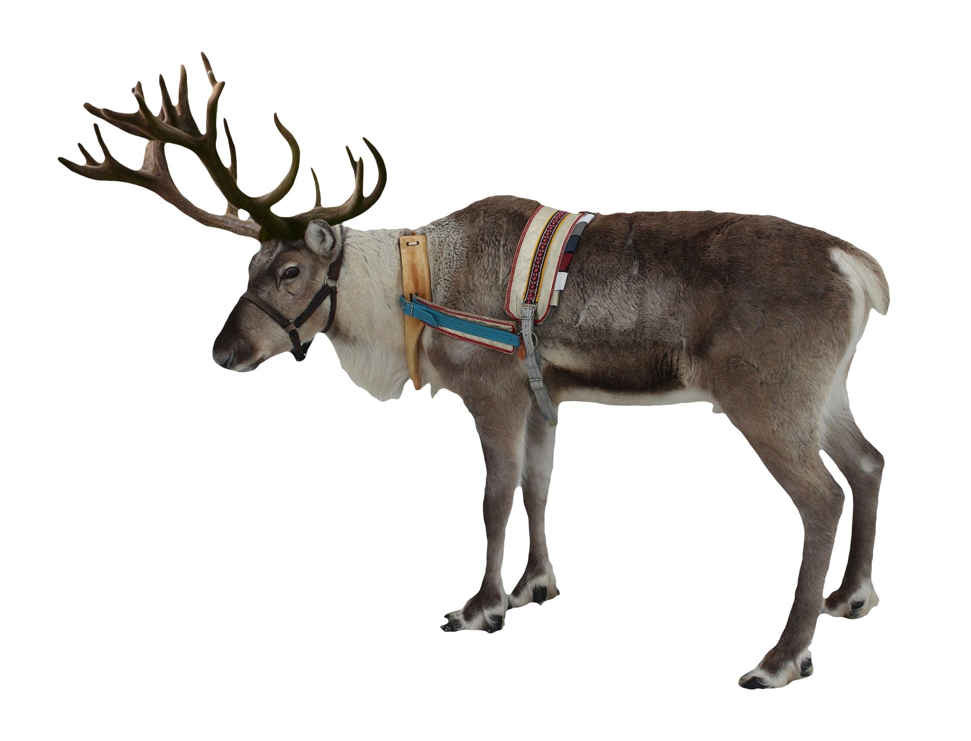 Reindeer Free Png Image PNG Image