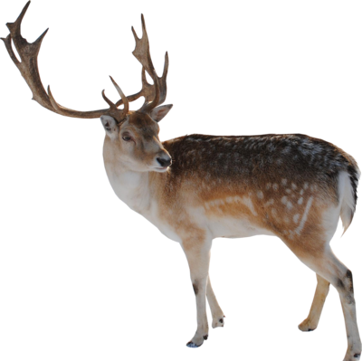 Reindeer Png File PNG Image