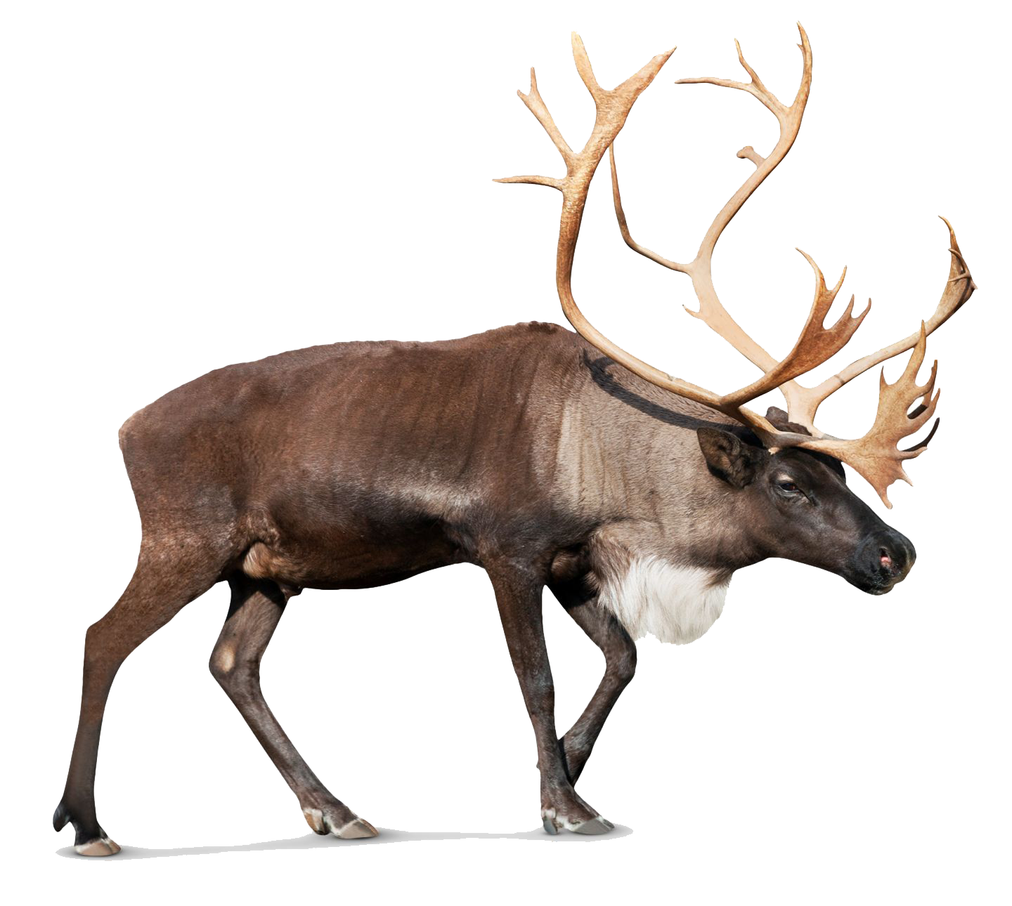 Reindeer Photos PNG Image