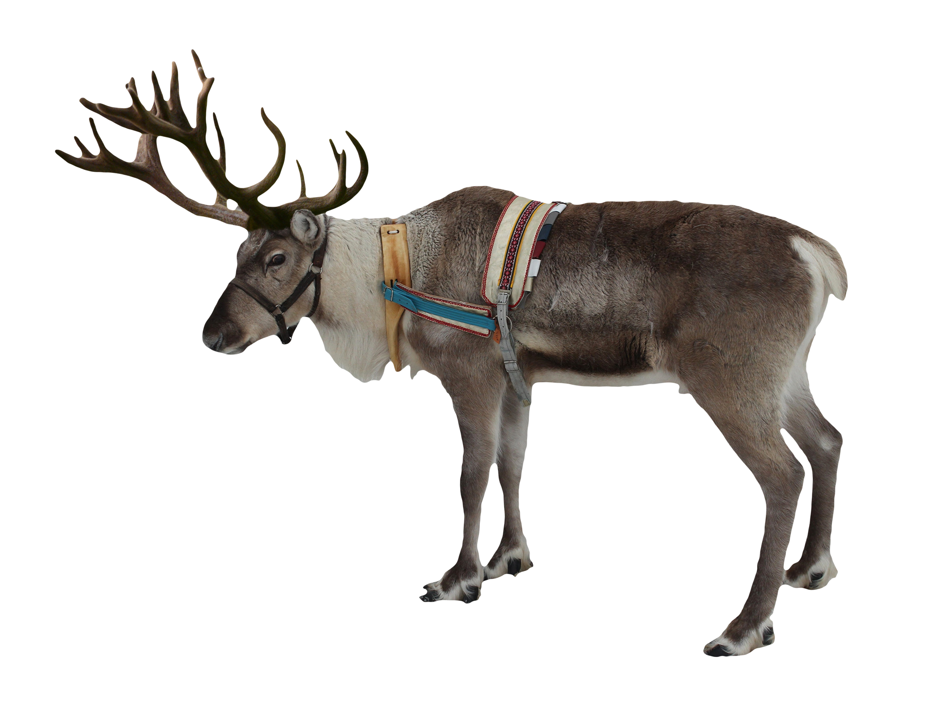 Reindeer Hd PNG Image