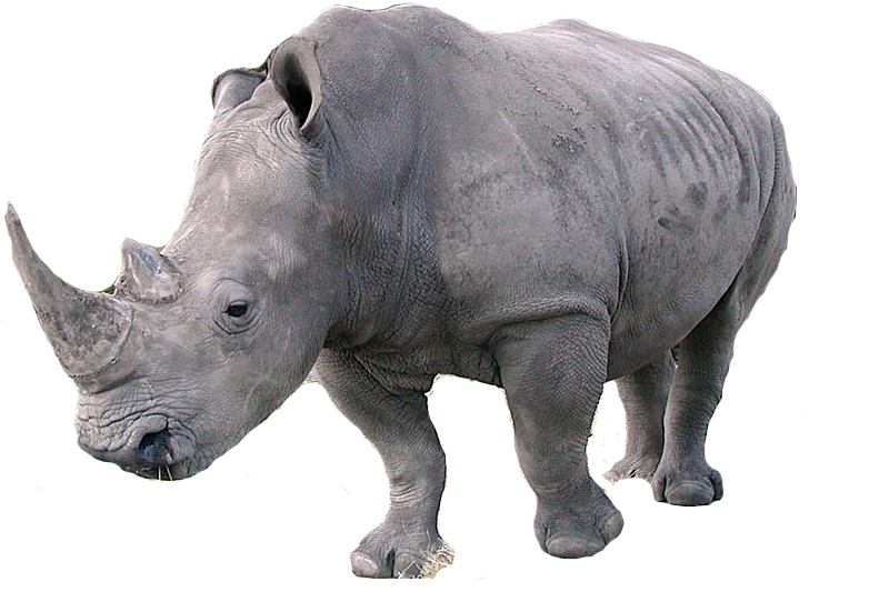 Rhinoceros Png PNG Image