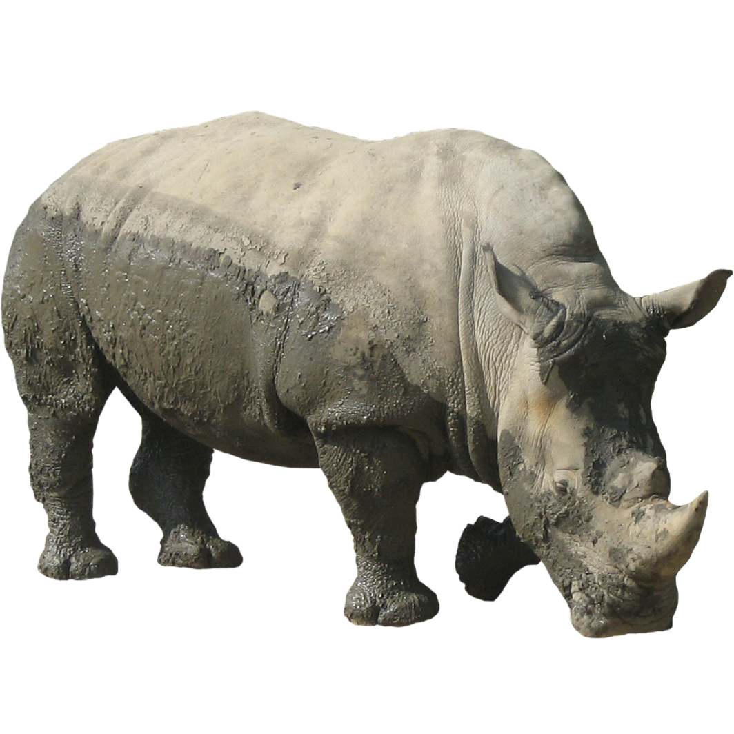Rhinoceros Free Download Png PNG Image