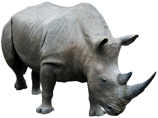 Rhinoceros Free Png Image PNG Image