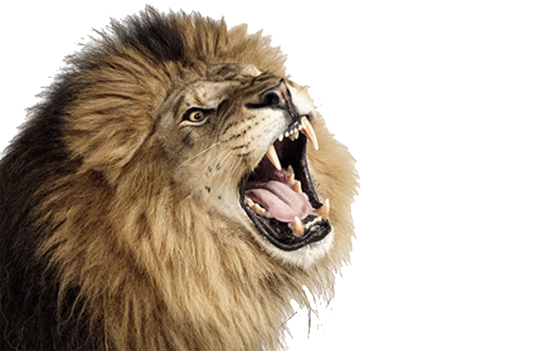 Lioness Roar Photo PNG Image